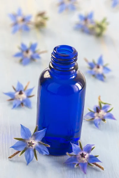 Borage edible and medicinal flower