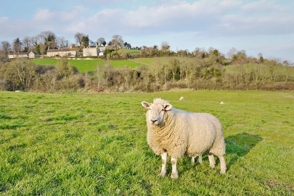 View of Sheep in a Green Farmland Field