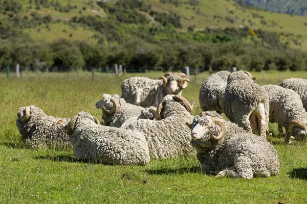 Merino sheep in New Zealand