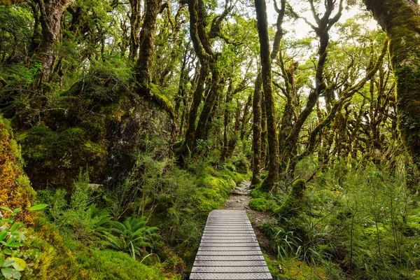 Native beech forest, New Zealand