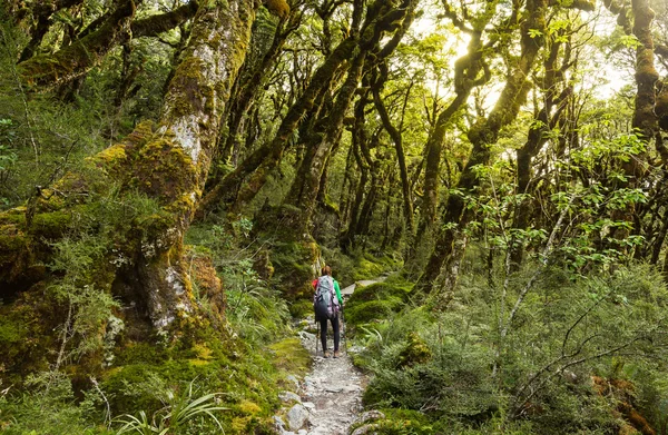 Woman hiker with backpack walking in native beech forest on Rout