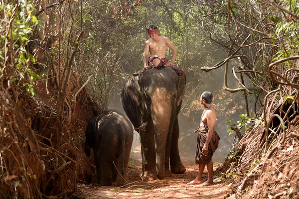 Big elephant and baby walking in the jungle