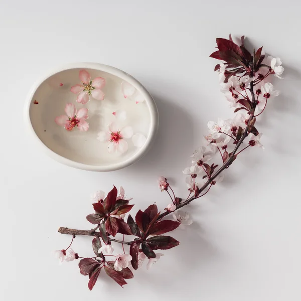 Cherry blossom twig with water bowl on white background.