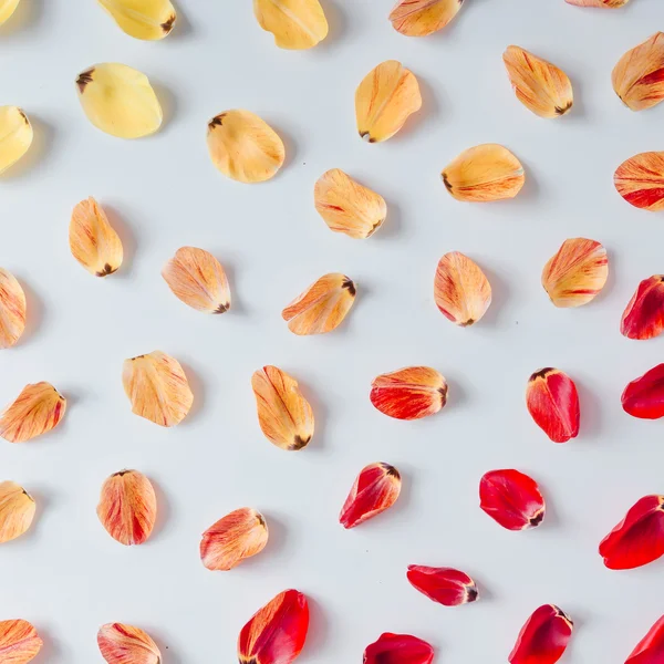 Pattern made of tulip flower petals.