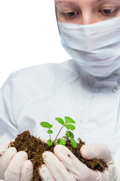 Scientist protects plant in hands