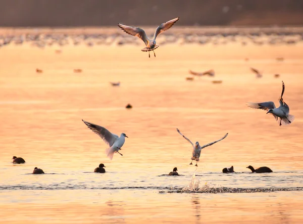 Group of gulls jumping at something in the water. Fun shot of gulls with golden glow of the sun with coots sat on the water,