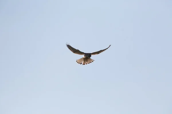 Common Kestrel, Falco tinnunculus, Hovering as it searches for its prey