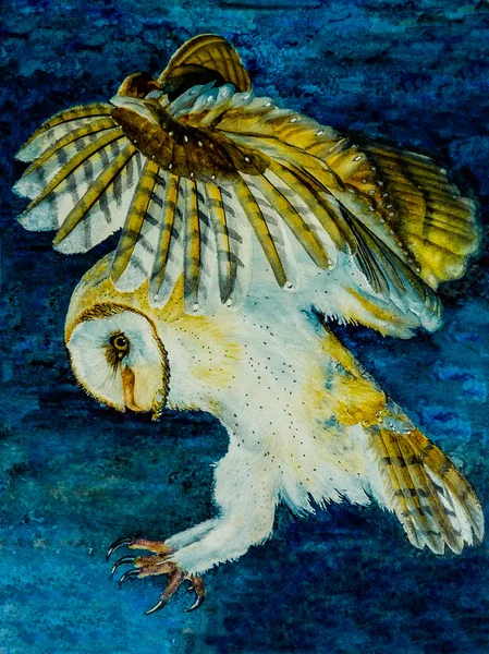 Watercolor painting of a barn owl hunting