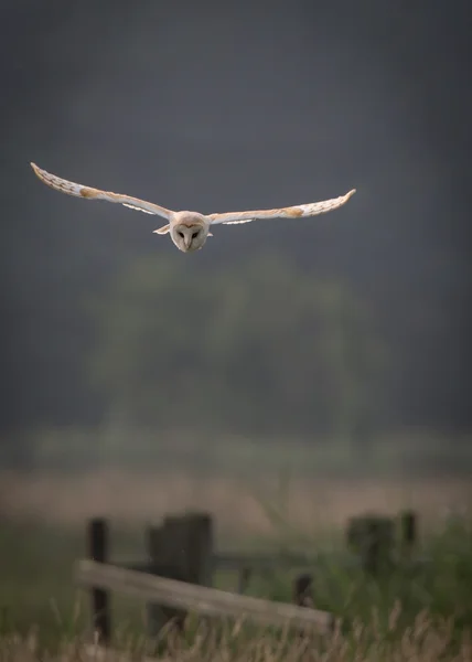 Barn owl hunting early morning over wild meadows with light thro