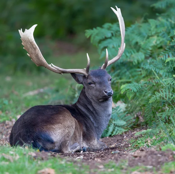 Melanistic black fallow deer buck seated,relaxing in the fern and bracken at the edge of the wood