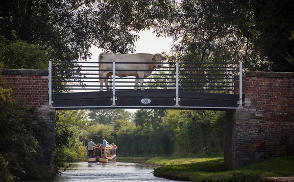 Cow on a canal tow path bridge, with holiday makers on a narrow boat having passed through