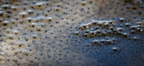 Frog spawn close up in water with bubbles