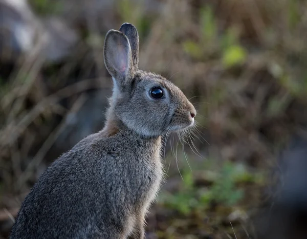 Young wild common rabbit (Oryctolagus cuniculus)