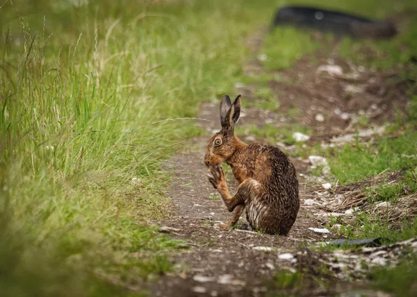 Brown Hare on path, cleaning large feet and wet from bathing in puddle