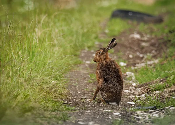 Brown Hare on path, wet from bathing in puddle looking forward