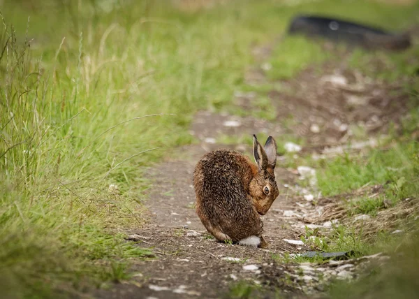 Brown Hare on path, wet from bathing in puddle