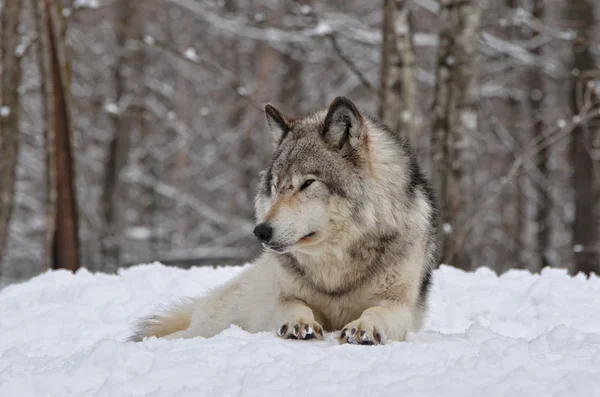 Timber Wolf Watching