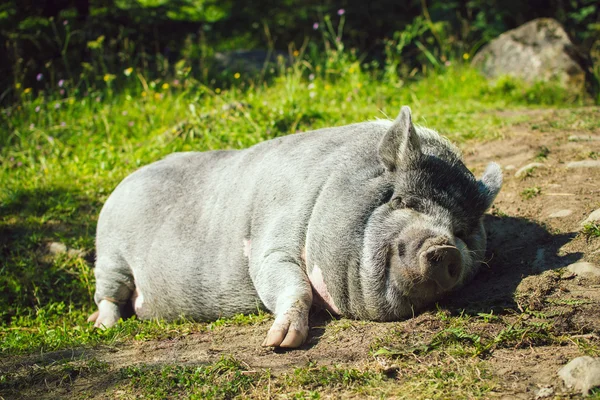 Sleep a fat boar, pork, pig, wild nature, animal