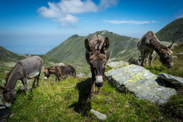 Three donkeys eating grass in the mountains with blue sky and clouds in the background