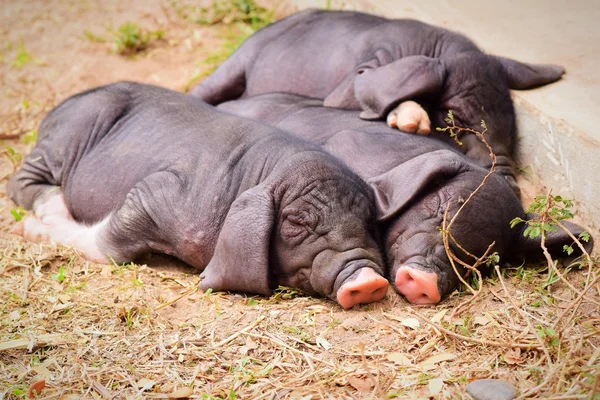 Three little pigs from the one family are sleeping on the ground
