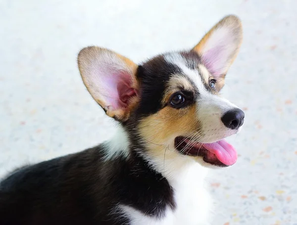 Adorable dog ,Pembroke Welsh Corgi