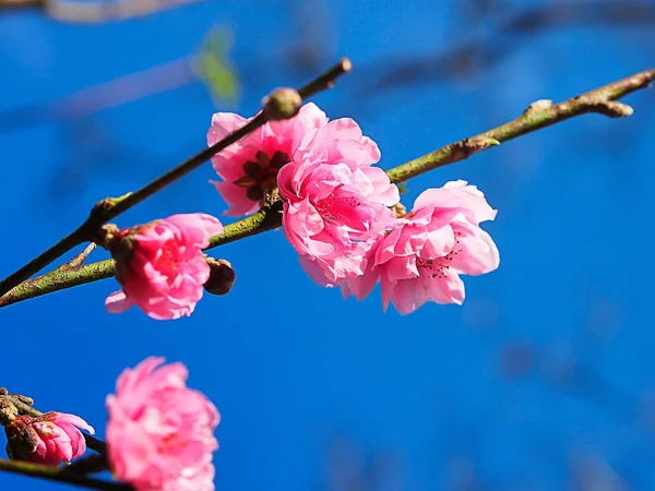 Sakura starts to bloom in pink