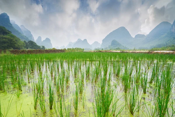 Rice field and mountains