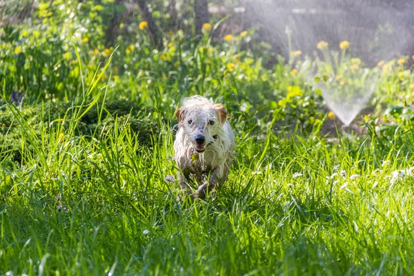 Wet dog plays in the grass with irrigation water jet