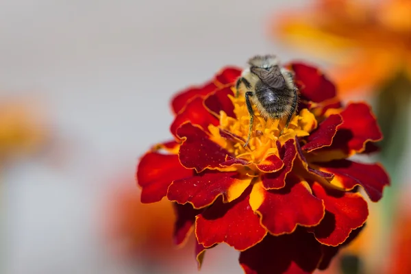 Bumblebee on red yellow flower