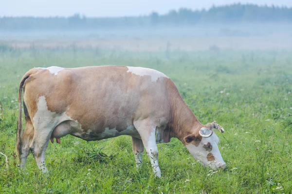 Brown cow grazing in the green foggy field