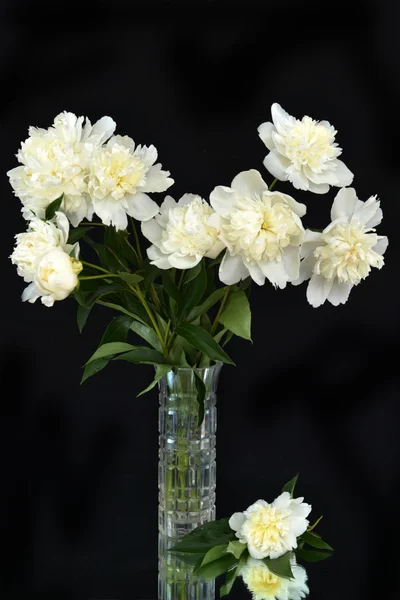 Bouquet of peonies on a black background in a vase