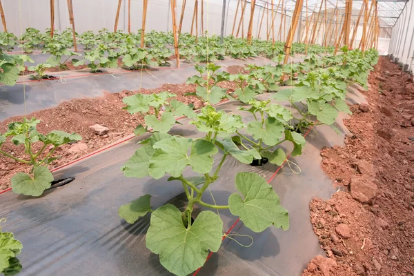 The rows of young melon plants growing in large plant nursery.
