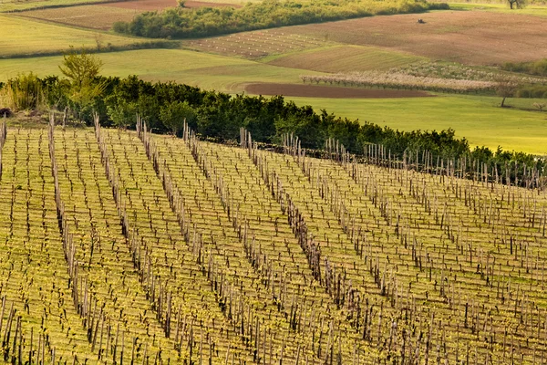 Geometric rows of vineyards