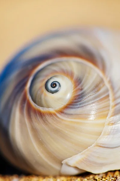 Spiral Seashell On The Beach