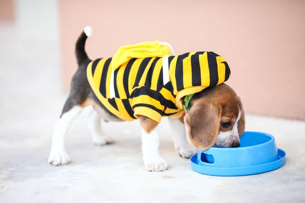 Puppy Beagle dog drinking water
