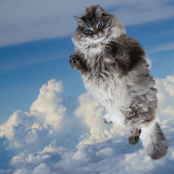 Funny Fat cat flying in the sky