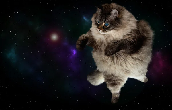 Cat flying with galaxy on background