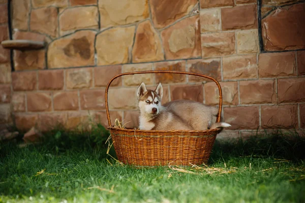 Husky puppy in a basket