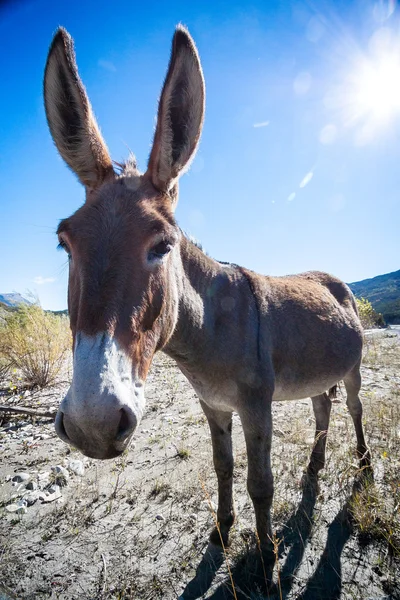 Donkey portrait wide-angle