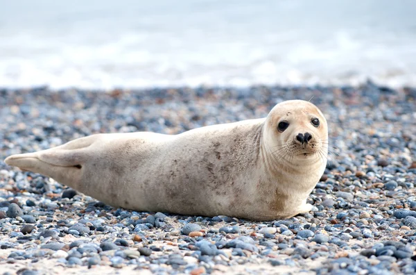 Cute seal baby laing at the beach