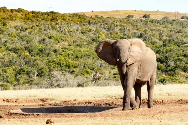 Pretty - African Bush Elephant