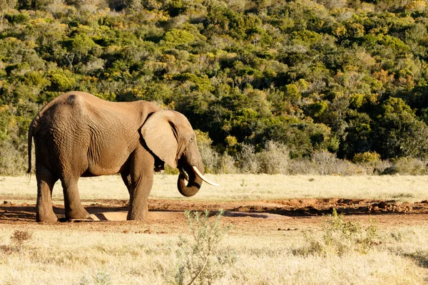 Water is Life - African Bush Elephant