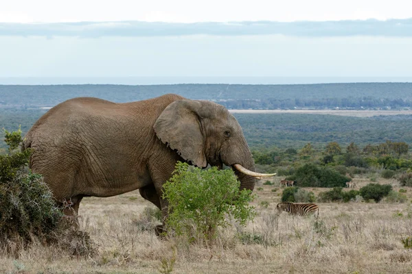 African Bush Elephant in the open land.