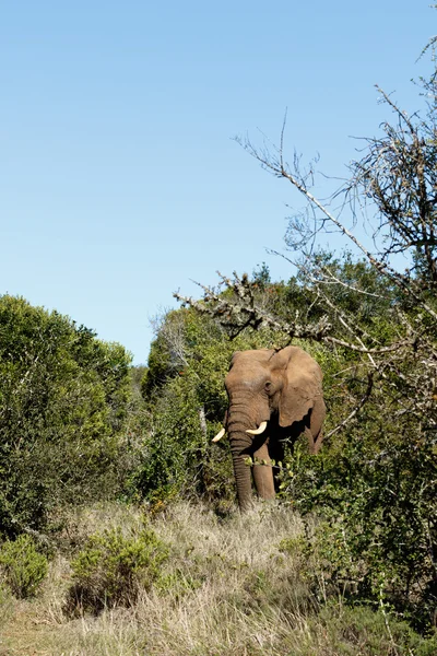 I am the BOSS - African Bush Elephant