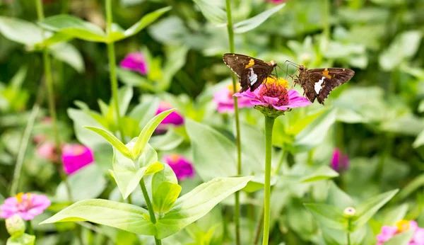 Two brown butterflies face off on purple flower wide crop