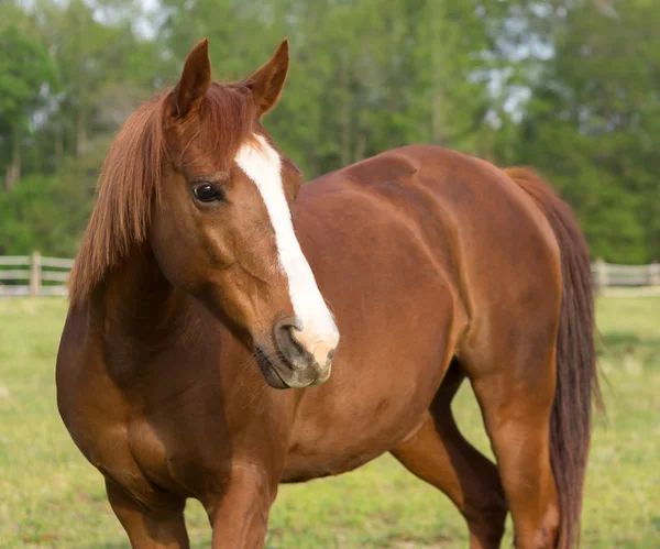 Older brown and white mature horse in pasture side view standing looking to side