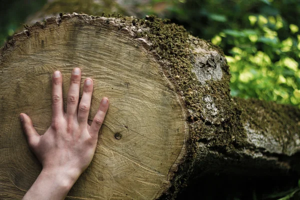 Man's hand touching tree log that was just cut