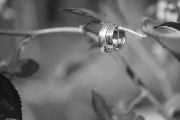 Black and white wedding rings on the stem of a red rose