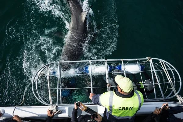 Great white shark attacking cage