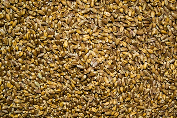 Processed organic wheat grains background.